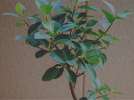 まずはこれだけ揃えたい！観葉植物を育てるのに必要なもの、オススメの道具7選