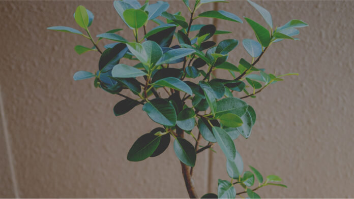 まずはこれだけ揃えたい！観葉植物を育てるのに必要なもの、オススメの道具7選