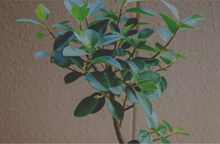 まずはこれだけ揃えたい！観葉植物を育てるのに必要なもの、オススメの道具7選