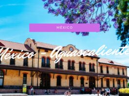 Plaza de las Tres Centurias、メキシコの桜「ハカランダ」