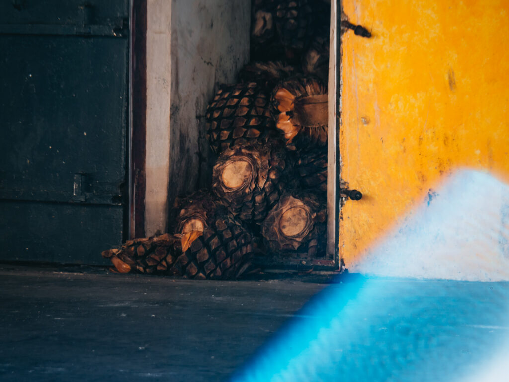 Jose Cuervo(ホセ・クエルボ)蒸留所見学ツアー