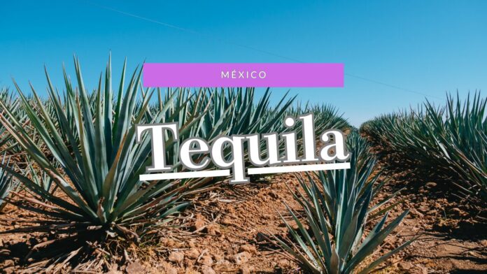 テキーラ村 テキーラ村