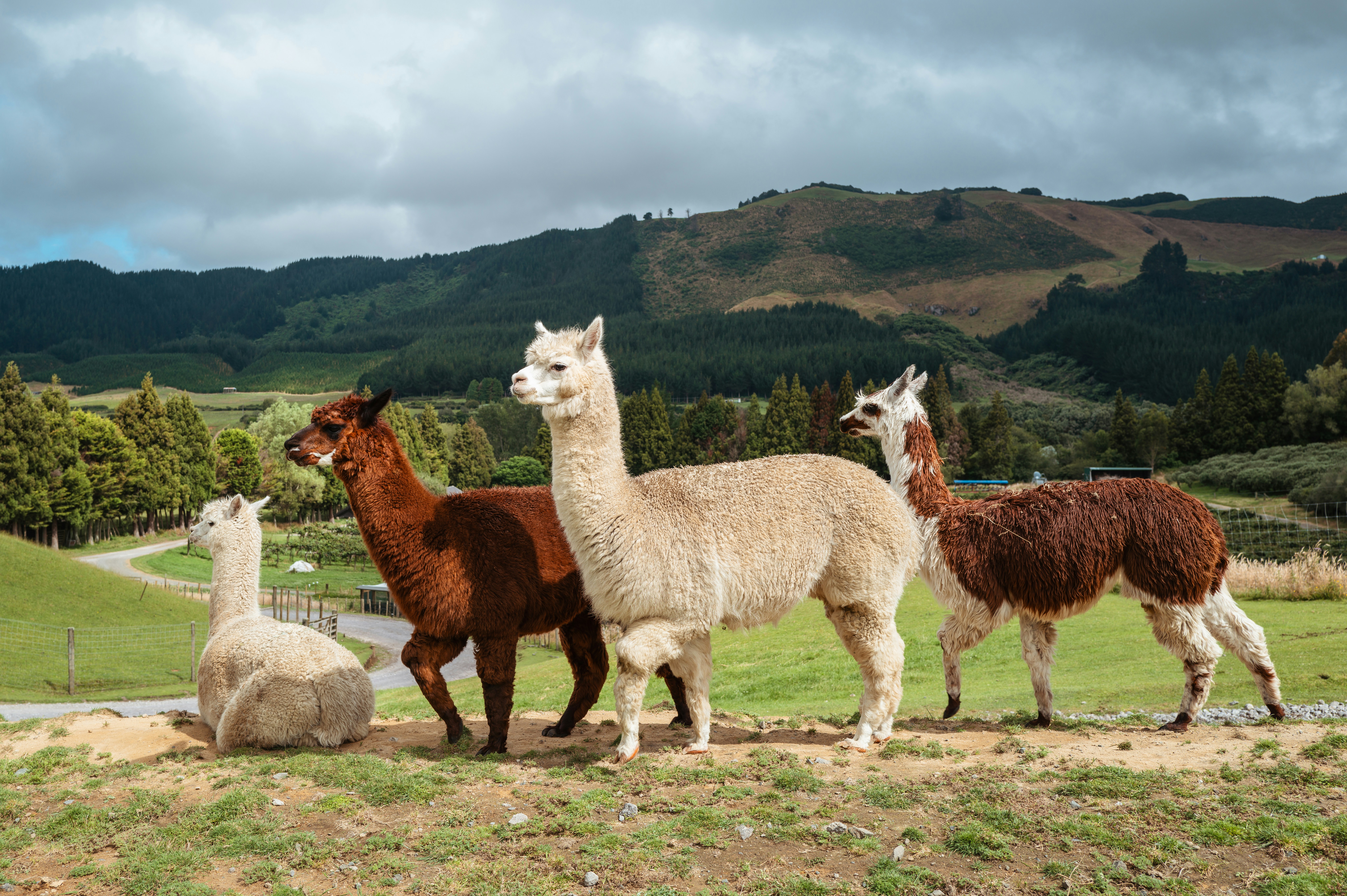 alpaca